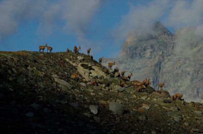 TREK MONTE ROSA