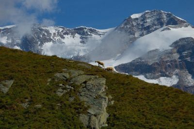 TREK MONTE ROSA