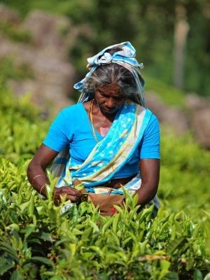 Sri_lanka4.jpg