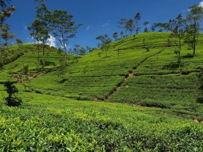 Sri_lanka5.jpg