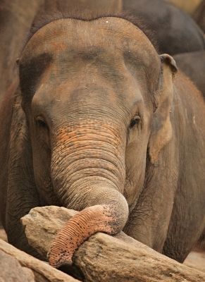 Sri_lanka9.jpg